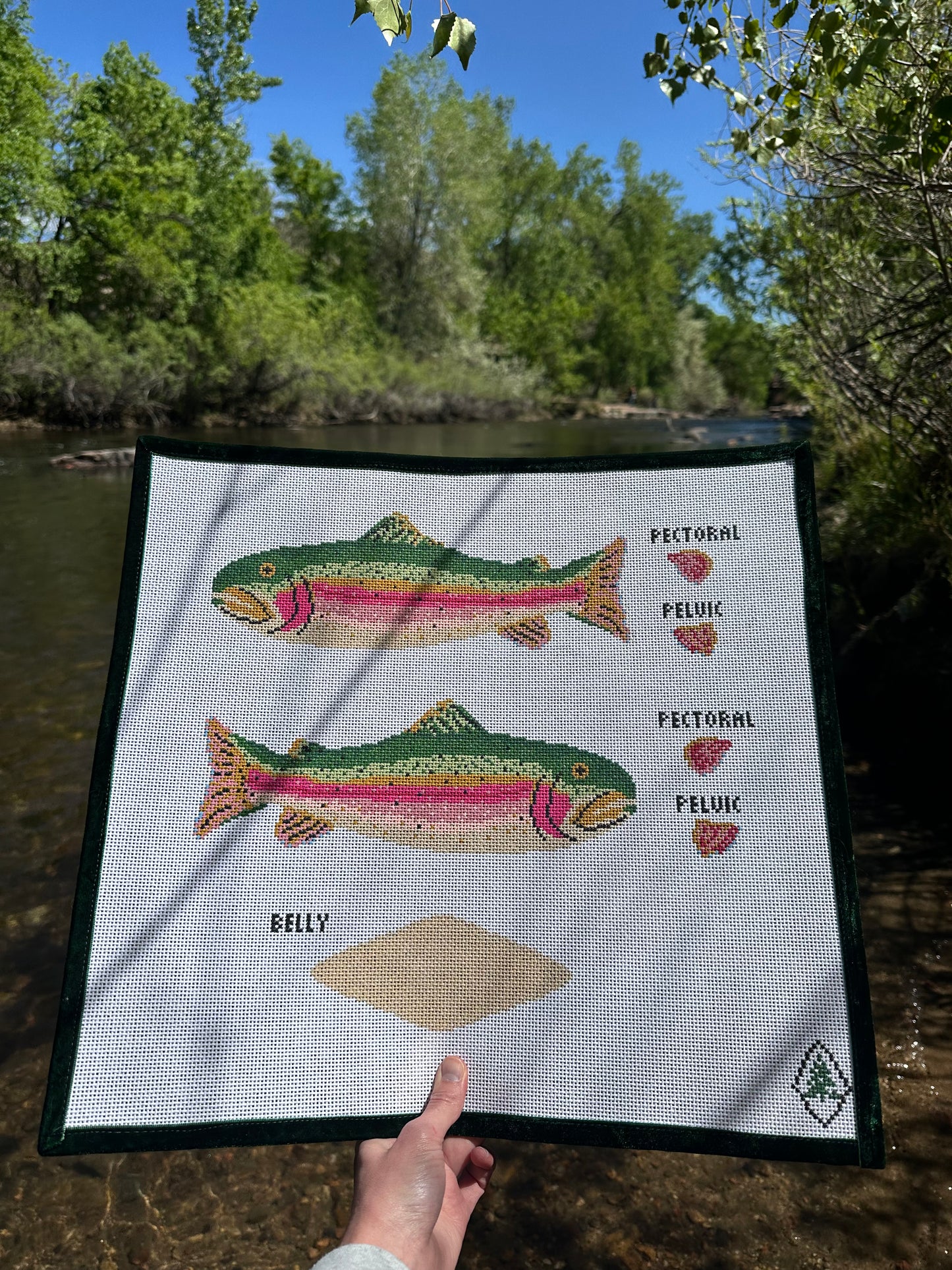 3D Rainbow Trout